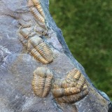 Ellipsocephalus hoffi
